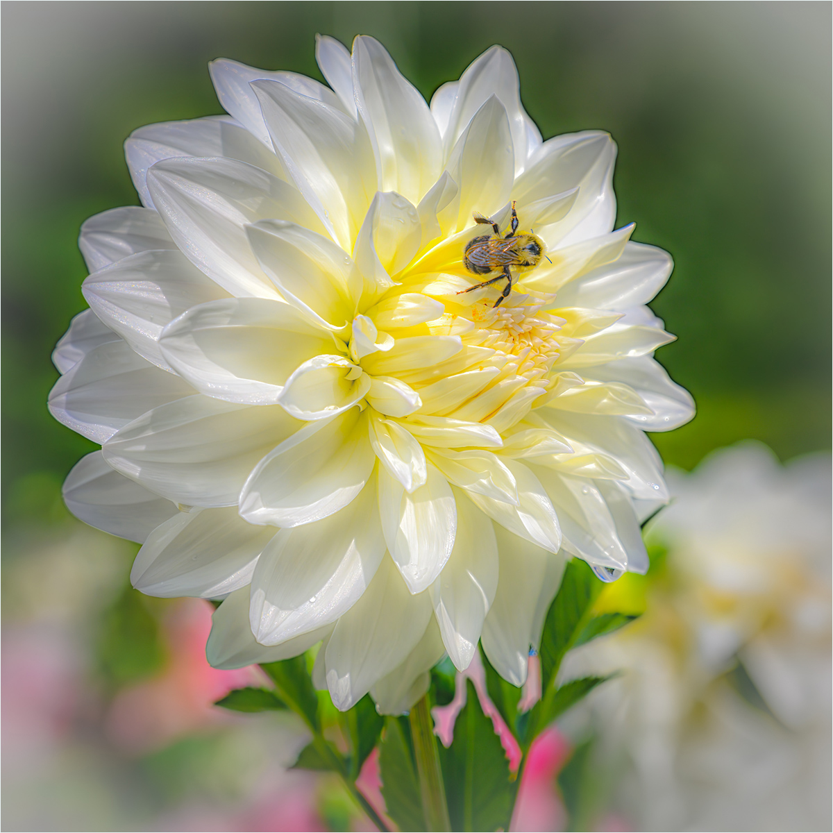 September 2020 - Pictorial - Dick Stanton - Bee on Flower